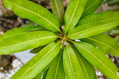 Close-up of fresh mango green leaves