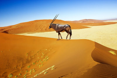 Oryx standing on sand at desert against clear sky