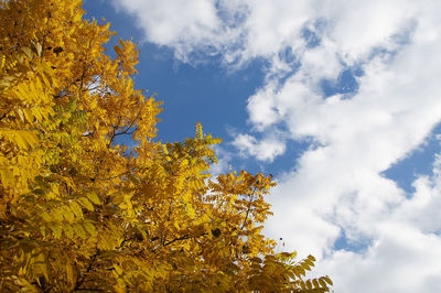 Low angle view of autumn tree against cloudy sky