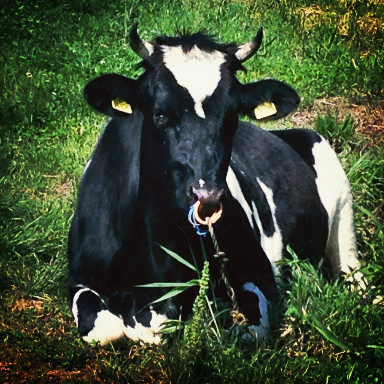 animal themes, domestic animals, mammal, grass, field, one animal, grassy, pets, black color, dog, livestock, high angle view, standing, looking at camera, two animals, portrait, cow, nature, outdoors, no people