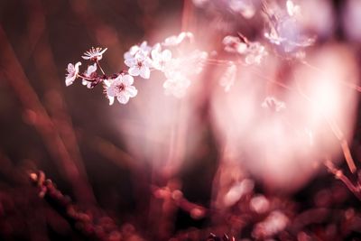 Close-up of cherry blossom plant