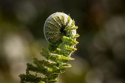 Close-up of fern