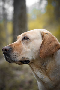 Close-up of dog