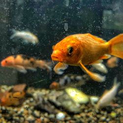 Close-up of fish swimming in water