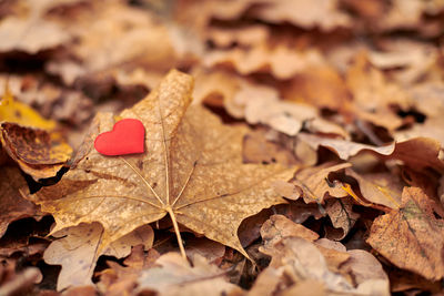 Close-up of maple leaf on field