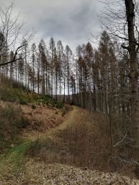 Trees growing in forest against sky