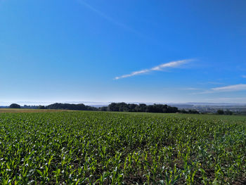 Scenic view of agricultural field against blue sky