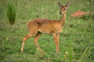 Ugandan antelope looking around in murchison falls national park, uganda.