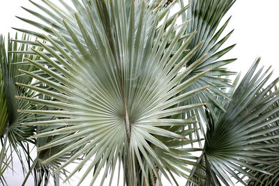 Plant Tree Palm