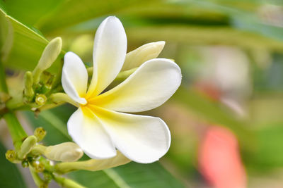 Close-up of white flowering plant