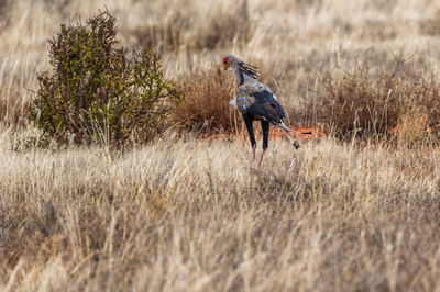 Bird perching on field