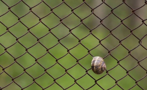 Close-up of snail on chainlink fence