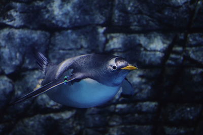 Close-up of bird perching on a wall