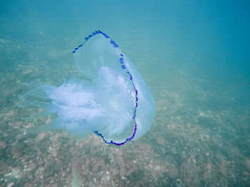 Jellyfish swimming in sea