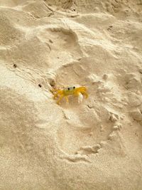 High angle view of dead fish on beach