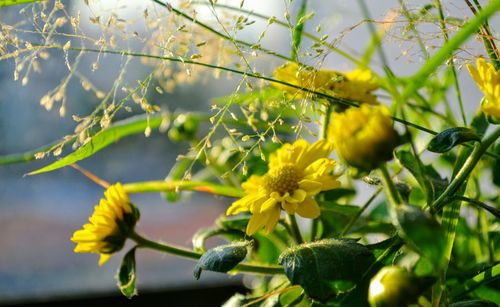 Close-up of yellow flowers growing on tree