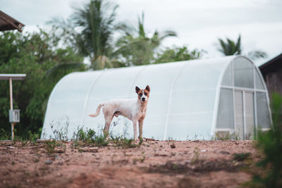 Dog standing in a field