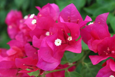 Close-up of pink flowering plant