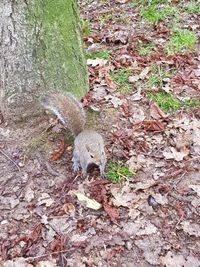 High angle view of squirrel on field