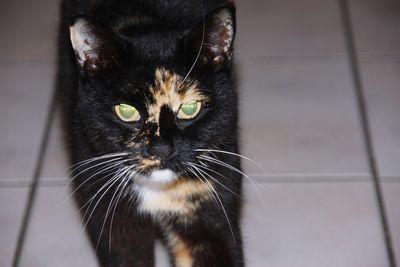 Close-up portrait of a cat