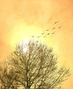 Low angle view of bird flying in sky at sunset