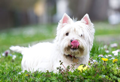Close-up of west highland white terrier on field