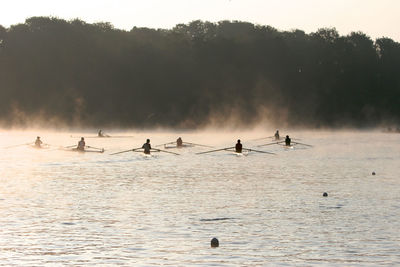 Silhouette birds swimming in lake