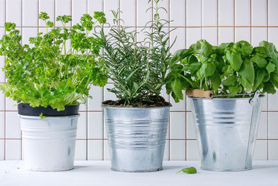 Close-up of potted plants on table against white tiled wall