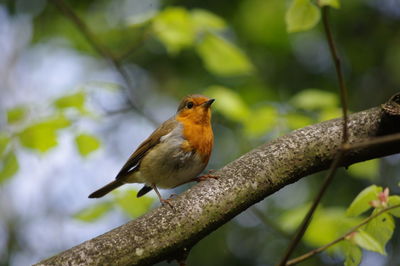 Close-up of bird perching on tree