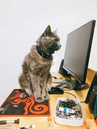 Cat sitting on table