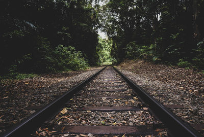 Railroad tracks in forest