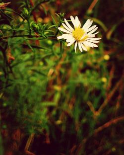 Close-up of white flowers blooming outdoors