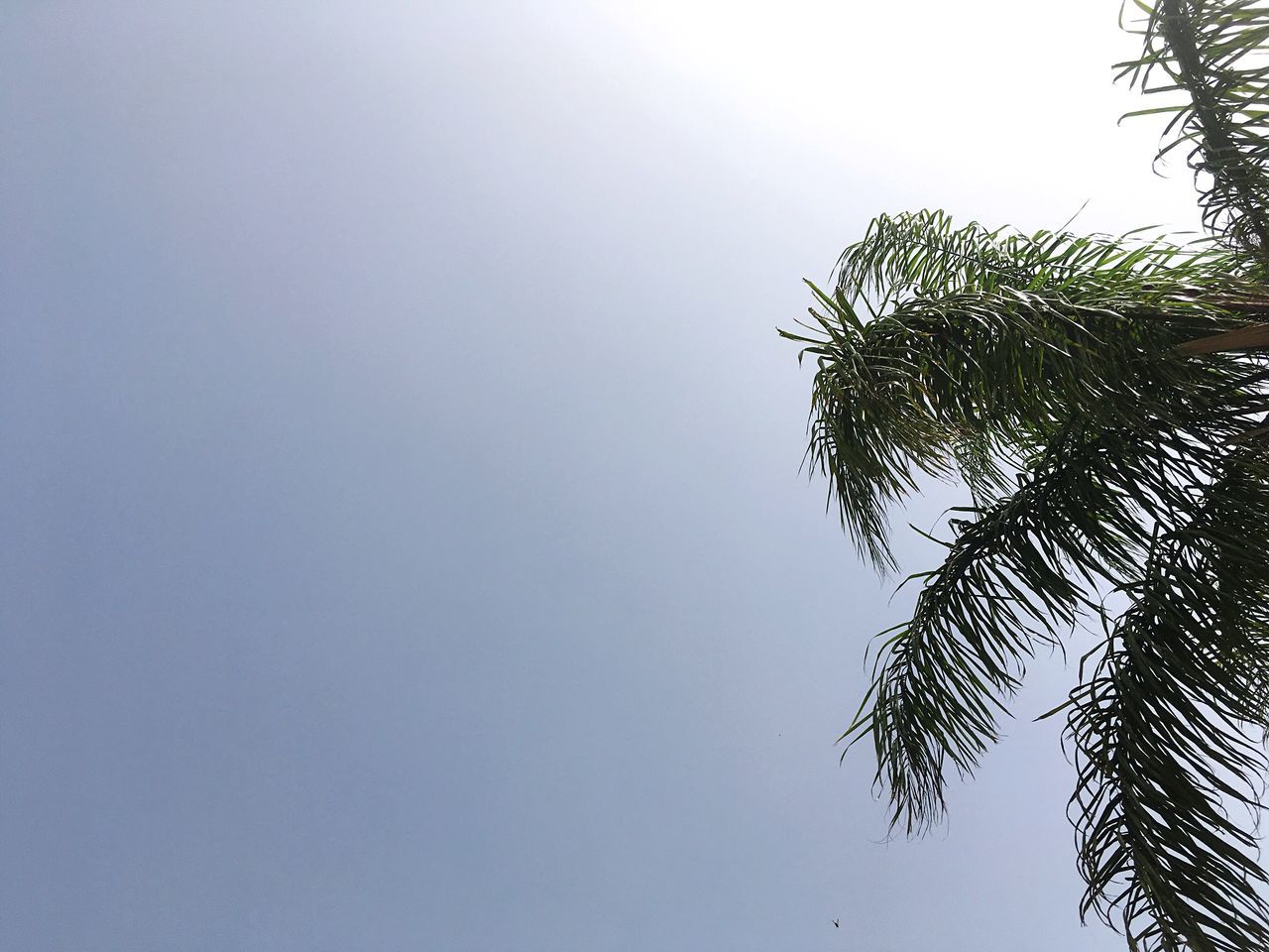 HIGH SECTION OF PALM TREE AGAINST BLUE SKY