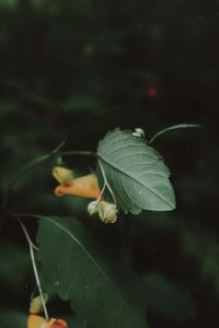 Close-up of raindrops on plant