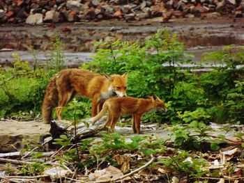 Fox with pup amidst plants on field
