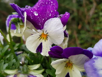 Close-up of raindrops on purple flowering plant