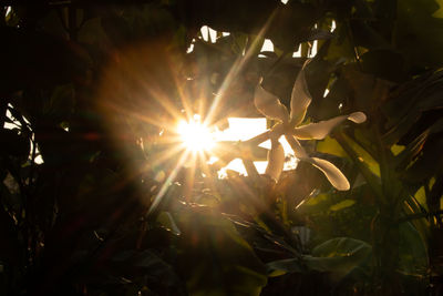 Sunlight streaming through plants