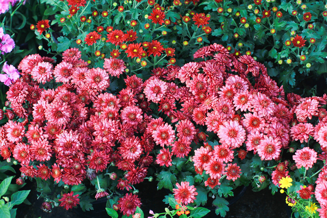 HIGH ANGLE VIEW OF PINK FLOWERS