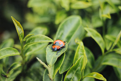 Close-up of ladybug on plant