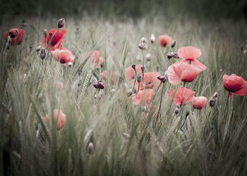 Close-up of pink flowering plants on field