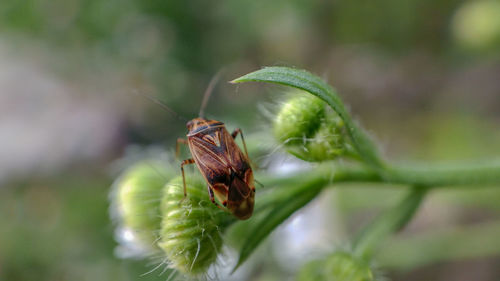 Close-up of bug on bud