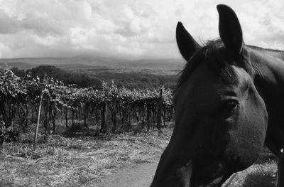 Horse standing on field against sky