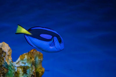 Close-up of dory fish swimming 