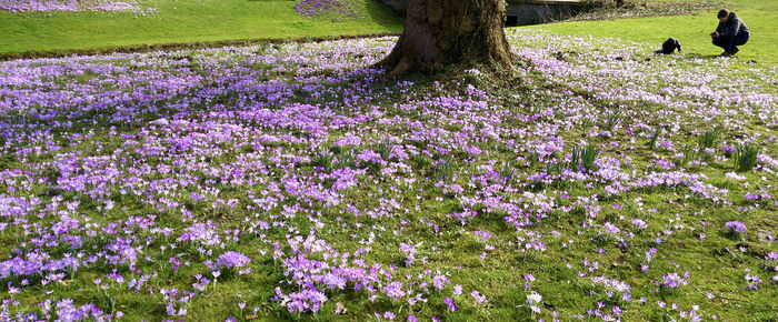 View of flowers growing in field
