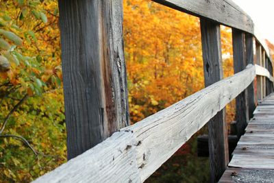 Autumnal leaves on wooden wall