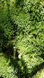 Full frame shot of fresh green plants