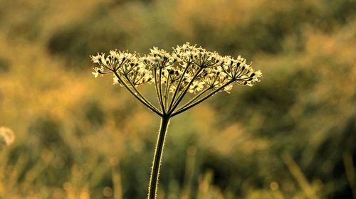 Close-up of flowers blooming outdoors