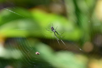 Close-up of spider and web against blurred background