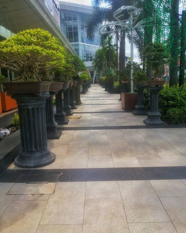 the way forward, built structure, architecture, plant, growth, tree, tiled floor, building exterior, sunlight, footpath, potted plant, walkway, paving stone, diminishing perspective, day, no people, empty, park - man made space, formal garden, outdoors