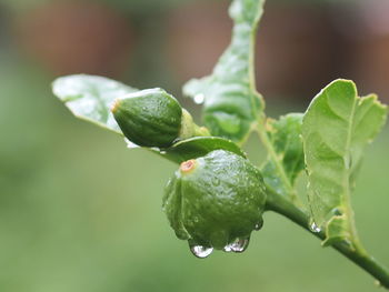 Close-up of wet plant